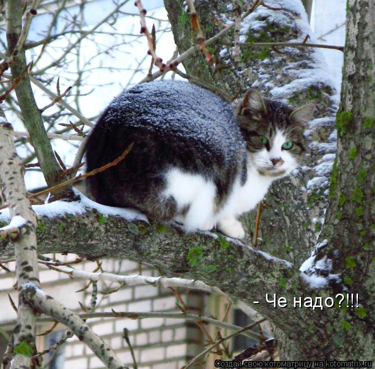 Котоматрица: - Че надо?!!!