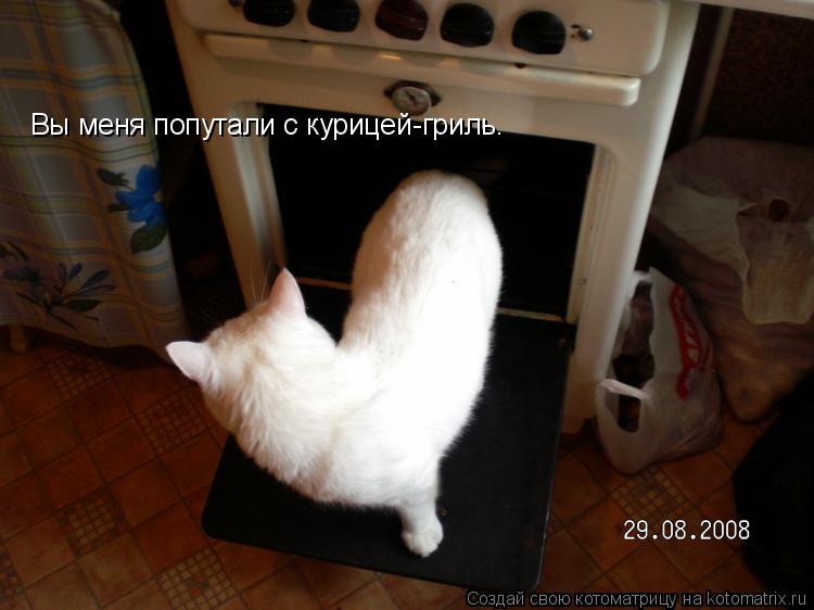 Котоматрица: Вы меня попутали с курицей-гриль.