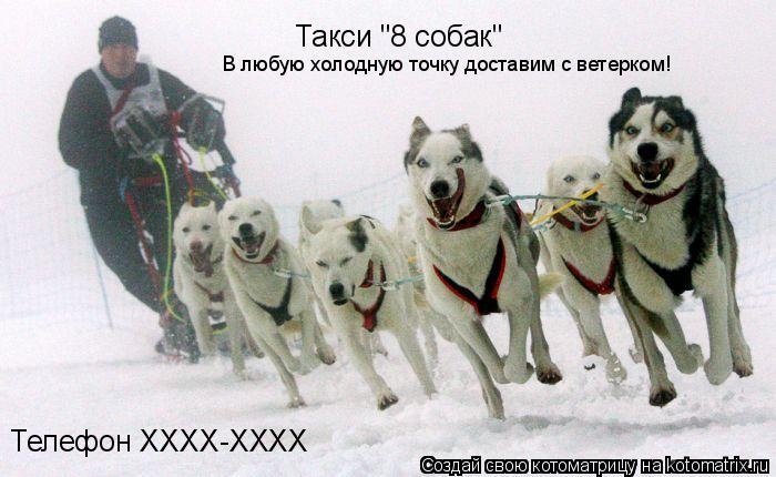 Котоматрица: Такси "8 собак" Телефон ХХХХ-ХХХХ В любую холодную точку доставим с ветерком!