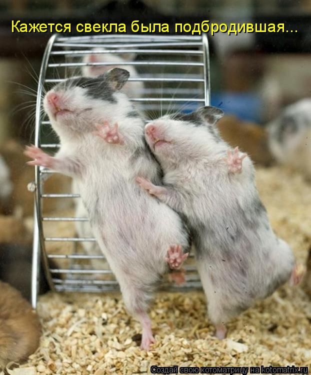 Котоматрица: Кажется свекла была подбродившая...