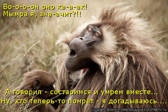 Котоматрица: Во-о-о-он оно ка-а-ак! Мымра я, зна-ачит?!! А говорил - состаримся и умрем вместе... Ну, кто теперь-то помрёт - я догадываюсь....