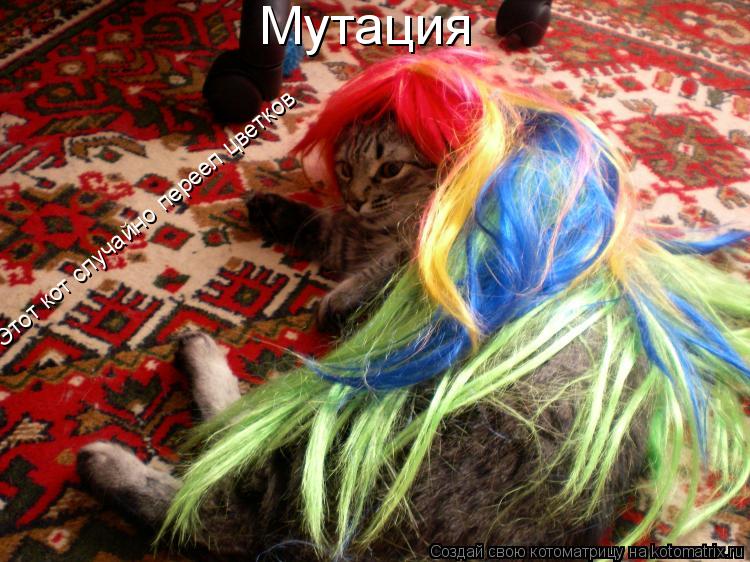 Котоматрица: Мутация Этот кот случайно переел цветков