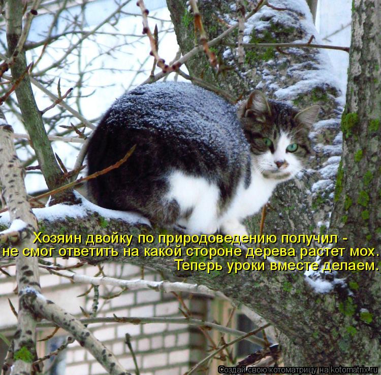 Котоматрица: Хозяин двойку по природоведению получил -  не смог ответить на какой стороне дерева растет мох. Теперь уроки вместе делаем.