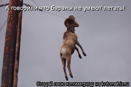 Котоматрица: А говорили что бараны не умеют летать!