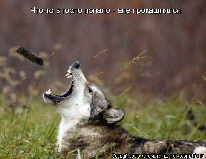 Котоматрица: Что-то в горло попало - еле прокашлялся