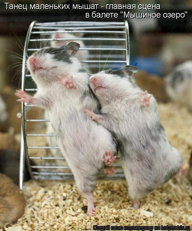 Котоматрица: Танец маленьких мышат - главная сцена  в балете "Мышиное озеро"