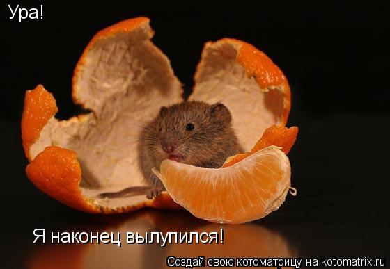 Котоматрица: Ура! Я наконец вылупился!