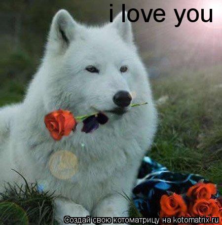i love you... Котоматрица: i love you