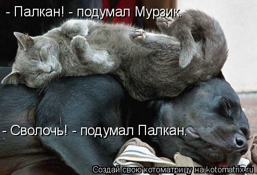 Котоматрица: - Палкан! - подумал Мурзик. - Сволочь! - подумал Палкан.