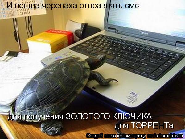 Котоматрица: И пошла черепаха отправлять смс для получения ЗОЛОТОГО КЛЮЧИКА   для ТОРРЕНТа