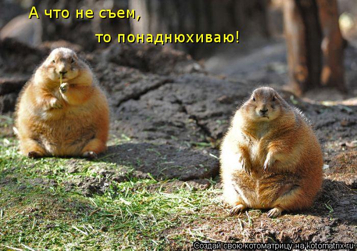 Котоматрица: А что не съем, то понаднюхиваю!