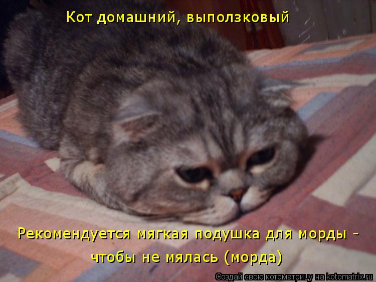 Котоматрица: Кот домашний, выползковый Рекомендуется мягкая подушка для морды - чтобы не мялась (морда)