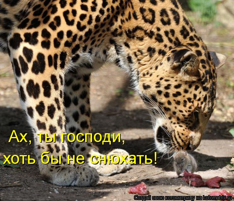 Котоматрица: Ах, ты господи, хоть бы не снюхать!