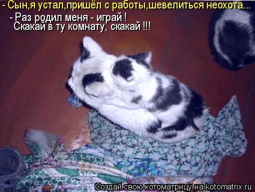 Котоматрица: - Раз родил меня - играй ! Скакай в ту комнату, скакай !!! - Сын,я устал,пришёл с работы,шевелиться неохота...