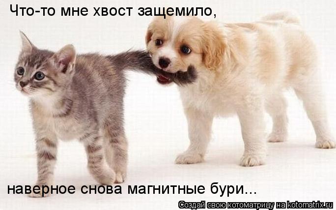 Котоматрица: наверное снова магнитные бури... Что-то мне хвост защемило,