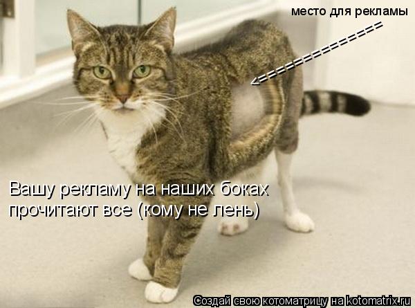 Котоматрица: Вашу рекламу на наших боках  прочитают все (кому не лень) место для рекламы <==============