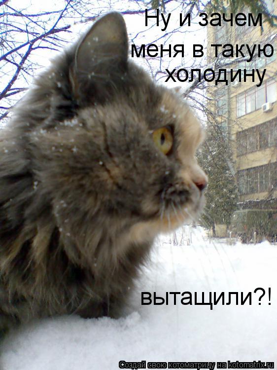 Ну и зачем меня в такую холодину вытащили?!... Котоматрица: Ну и зачем меня в такую холодину вытащили?!