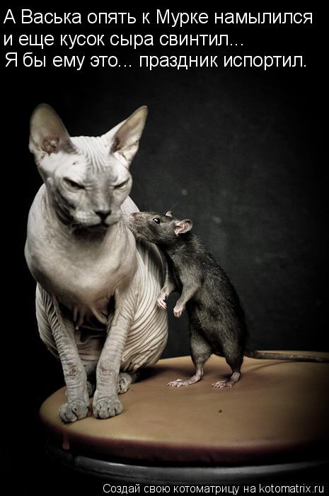 А Васька опять к Мурке намылился и еще кусок сыра свинтил... Я бы ему это... праздник испортил.... Котоматрица: А Васька опять к Мурке намылился и еще кусок сыра свинтил... Я бы ему это... праздник испортил.