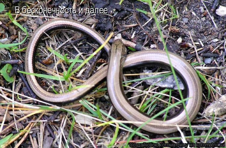 В бесконечность и далее...... Котоматрица: В бесконечность и далее...