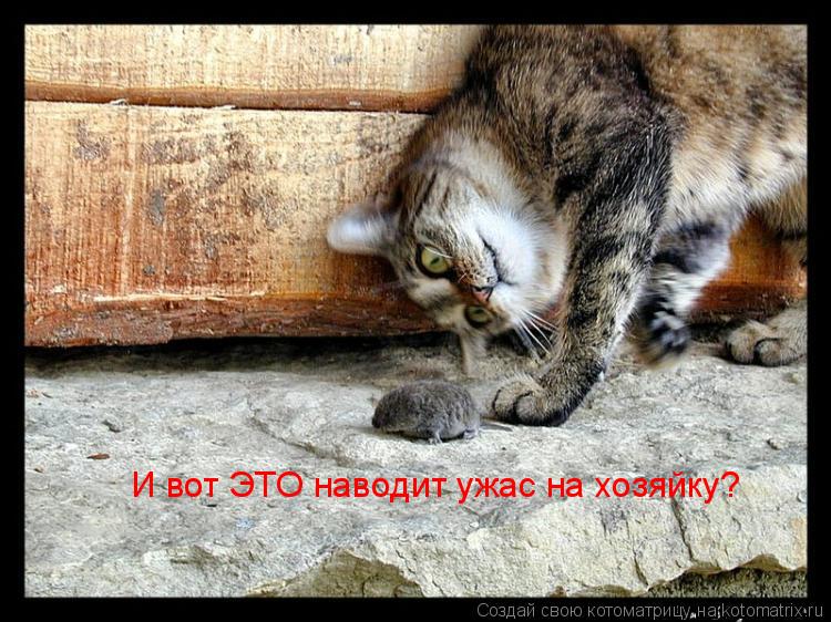 И вот ЭТО наводит ужас на хозяйку?... Котоматрица: И вот ЭТО наводит ужас на хозяйку?