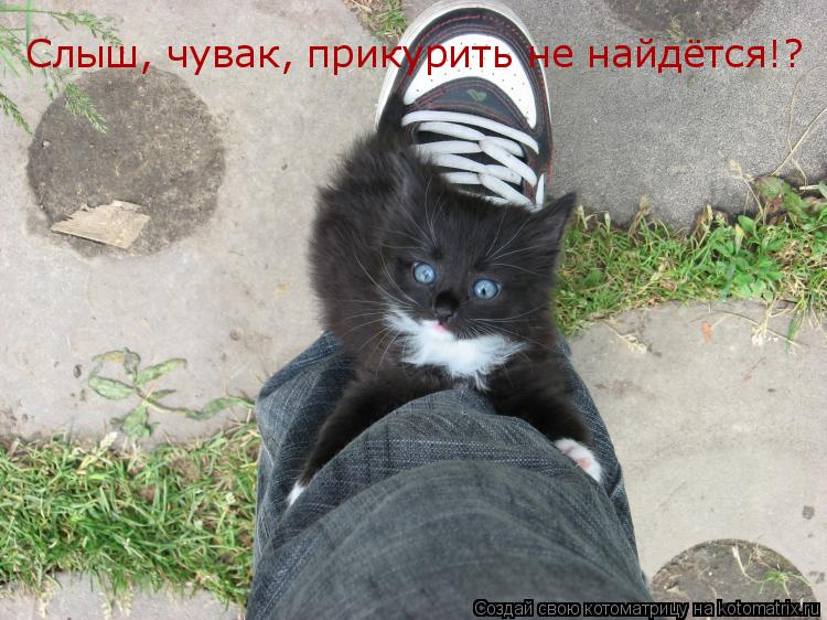 Слыш, чувак, прикурить не найдётся!?... Котоматрица: Слыш, чувак, прикурить не найдётся!?