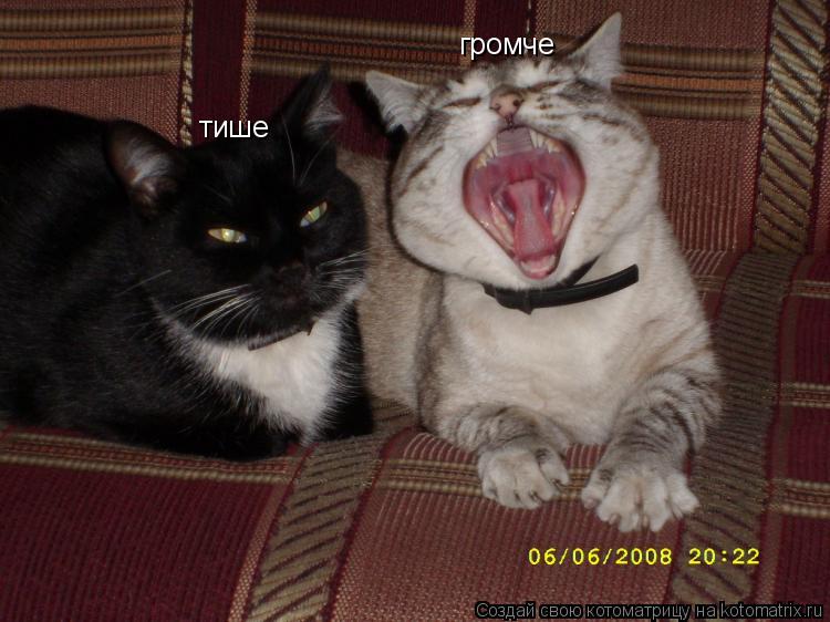 тише громче... Котоматрица: тише громче