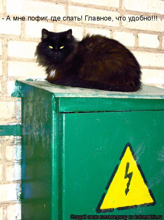 - А мне пофиг, где спать! Главное, что удобно!!!... Котоматрица: - А мне пофиг, где спать! Главное, что удобно!!!