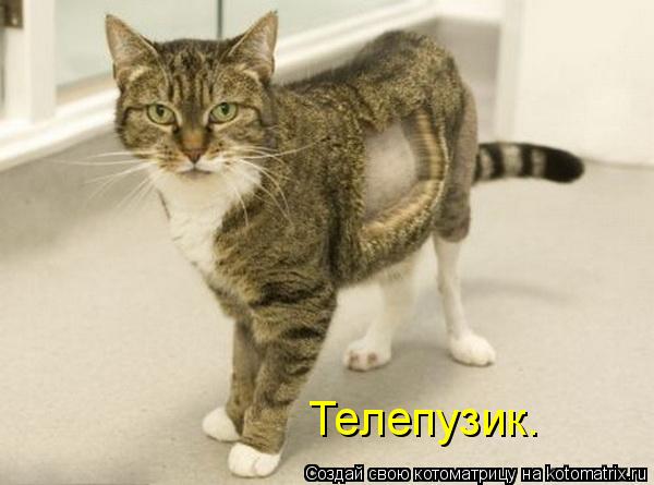 Телепузик.... Котоматрица: Телепузик.