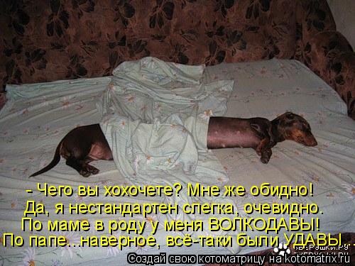 Котоматрица: - Чего вы хохочете? Мне же обидно! По папе...наверное, всё-таки были УДАВЫ... По маме в роду у меня ВОЛКОДАВЫ! Да, я нестандартен слегка, очевидно