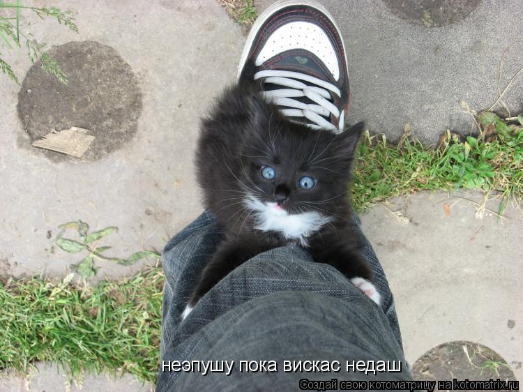 неэпушу пока вискас недаш... Котоматрица: неэпушу пока вискас недаш