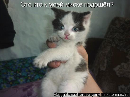 Это кто к моей миске подошёл?... Котоматрица: Это кто к моей миске подошёл?