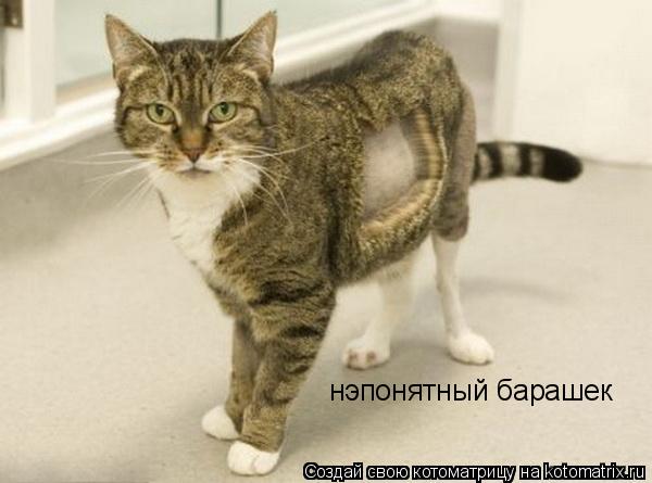 нэпонятный барашек... Котоматрица: нэпонятный барашек