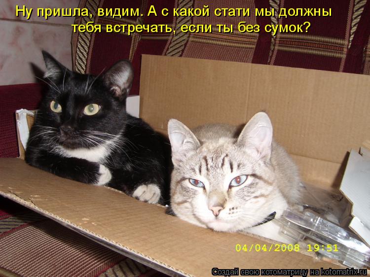 Ну пришла, видим. А с какой стати мы должны тебя встречать, если ты без сумок?... Котоматрица: Ну пришла, видим. А с какой стати мы должны тебя встречать, если ты без сумок?