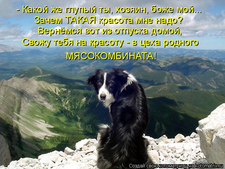 Котоматрица: - Какой же глупый ты, хозяин, боже мой... Зачем ТАКАЯ красота мне надо? Вернёмся вот из отпуска домой, Свожу тебя на красоту - в цеха родного  МЯ