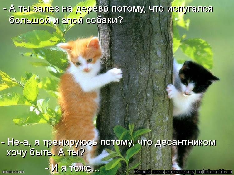 Котоматрица: - А ты залез на дерево потому, что испугался  большой и злой собаки? - Не-а, я тренируюсь потому, что десантником  хочу быть. А ты? - И я тоже...