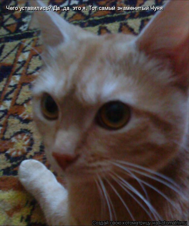 Котоматрица: Чего уставились? Да ,да  это я. Тот самый знаменитый Чуня Чего уставились? Да ,да  это я. Тот самый знаменитый Чуня