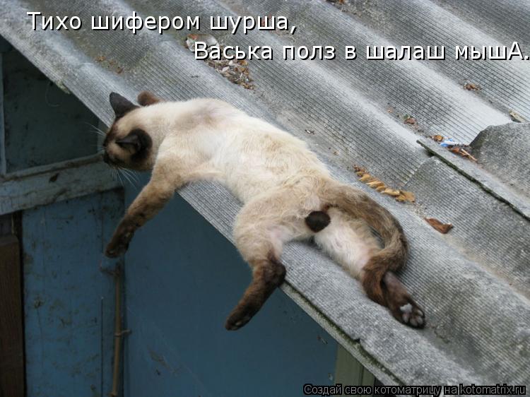 Котоматрица: Тихо шифером шурша,  Васька полз в шалаш мышА.