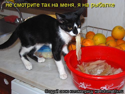 Котоматрица: не смотрите так на меня, я на рыбалке