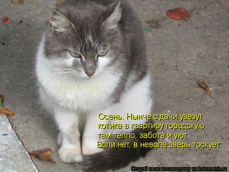 Котоматрица: Осень. Нынче с дачи увезут котика в квартиру городскую, там тепло, забота и уют. Воли нет, в неволе зверь тоскует.
