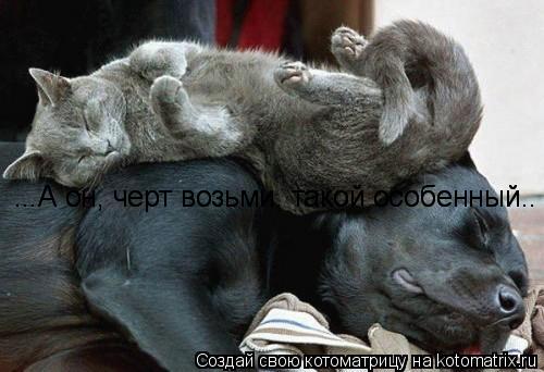 Котоматрица: Кто-то делает нас счастливым своим присутствием... А кто-то своим отсутствием...=))) ...А он, черт возьми, такой особенный.. ...А он, черт возьми, та