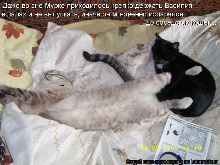 Котоматрица: Даже во сне Мурке приходилось крепко держать Василия в лапах и не выпускать, иначе он мгновенно испарялся до соседских кошек...