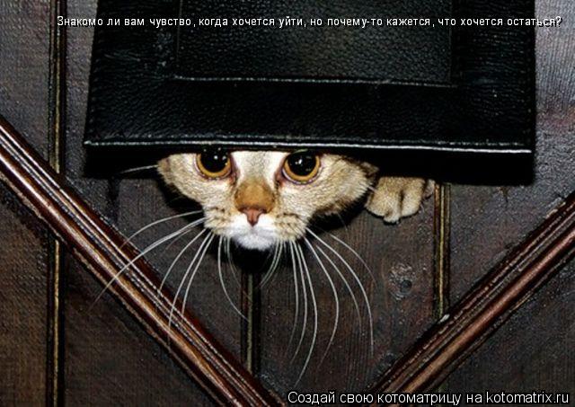 Котоматрица: Знакомо ли вам чувство, когда хочется уйти, но почему-то кажется, что хочется остаться? Знакомо ли вам чувство, когда хочется уйти, но почему-