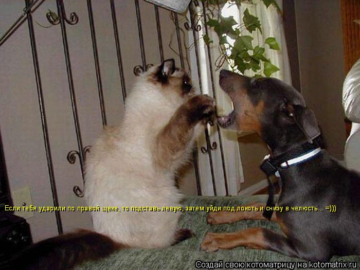 Котоматрица: Если тебя ударили по правой щеке, то подставь левую, затем уйди под локоть и снизу в челюсть... =))) Если тебя ударили по правой щеке, то подстав