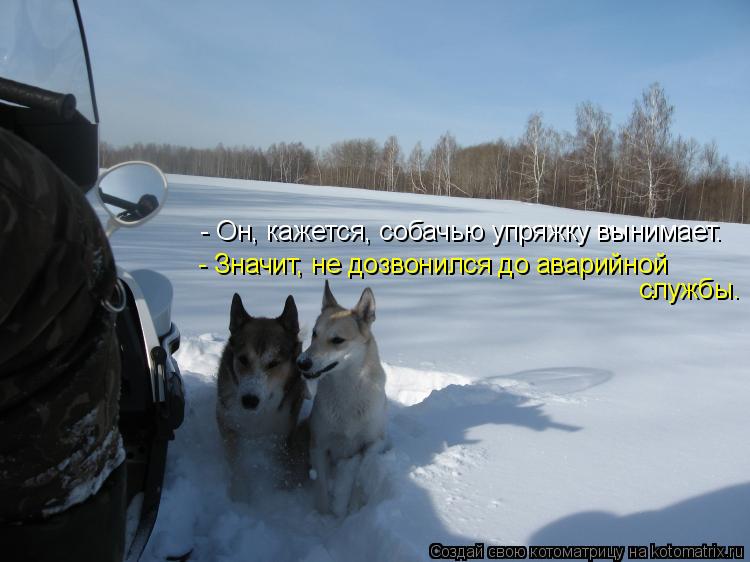 Котоматрица: - Он, кажется, собачью упряжку вынимает.  - Значит, не дозвонился до аварийной  службы.