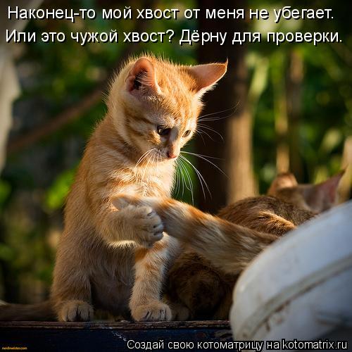 Котоматрица: Наконец-то мой хвост от меня не убегает. Или это чужой хвост? Дёрну для проверки.