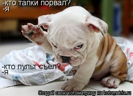 Котоматрица: -кто тапки порвал? -я -кто пульт съел? -я