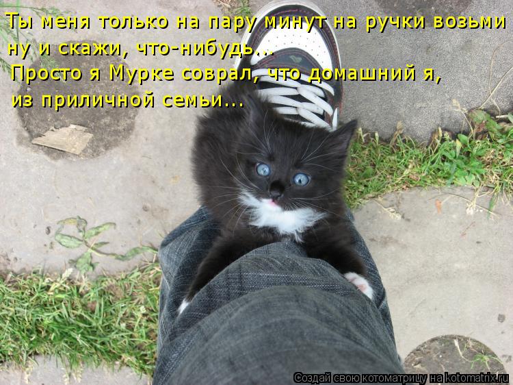 ну и скажи, что-нибудь... Ты меня только на пару минут на ручки возьми из приличной семьи... Просто я... Котоматрица: ну и скажи, что-нибудь... Ты меня только на пару минут на ручки возьми из приличной семьи... Просто я Мурке соврал, что домашний я,