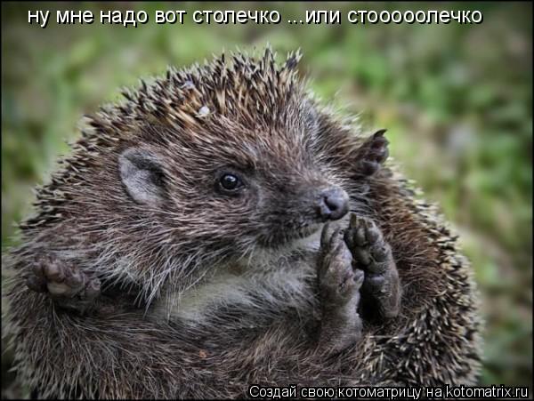 Котоматрица: ну мне надо вот столечко ...или стооооолечко