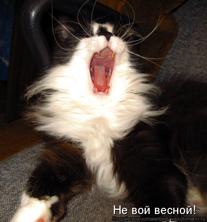 Котоматрица: Не вой весной!