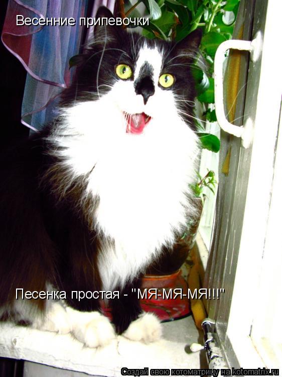 Котоматрица: Весенние припевочки Песенка простая - "МЯ-МЯ-МЯ!!!"